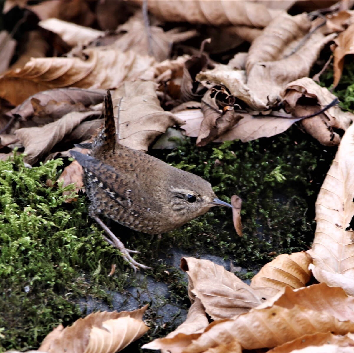 Photo by Daniel J. Lebbin, courtesy of American Bird Conservancy.